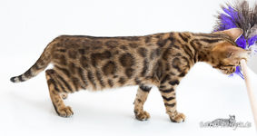  Bengal Zucht Sachsen-Anhalt